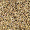 A close up, full frame shot shows many ajwain seeds. The small seeds are tan and brown with light green stripes. 