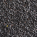 A close-up, top-down view of a dense pile of black lentils filling the entire frame.