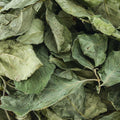 Dried Green leaves filling the entire frame. 
