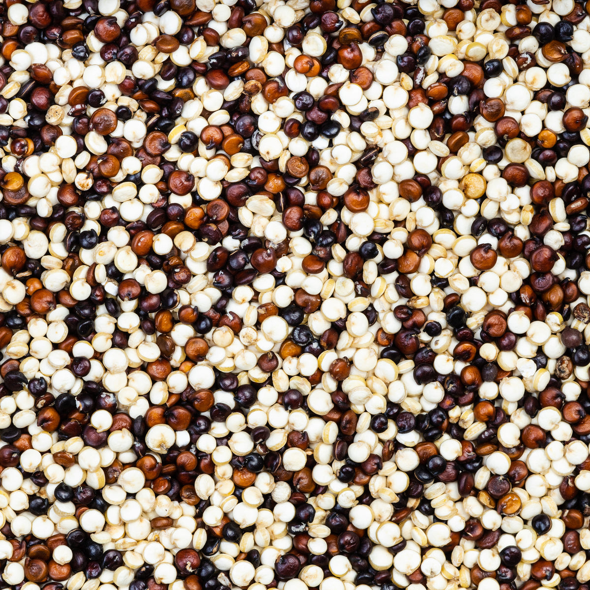 This close-up photograph shows a pile of uncooked quinoa seeds.