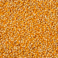 This close-up photo displays a mass of uncooked, vibrant orange popcorn kernels.