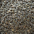 An extreme close-up shot displays a tightly packed collection of puy lentils.